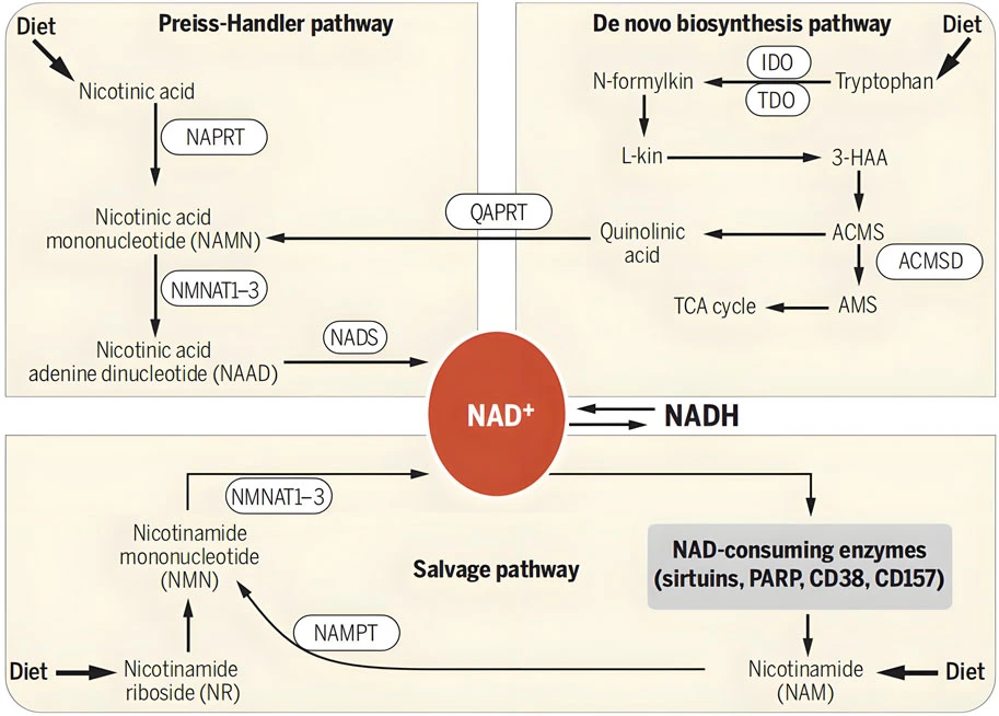 nmn nad nadh nmn nad nadh