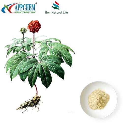 Notoginseng Radix et Rhizoma 추출물