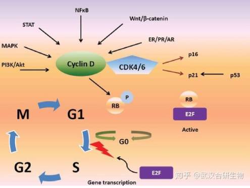 G1-495-372 G1-495-372
